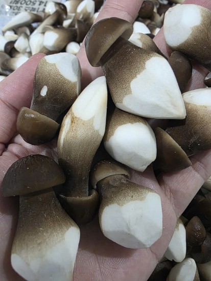 Nấm Mối đen - một nghề cũ nhưng lại mới