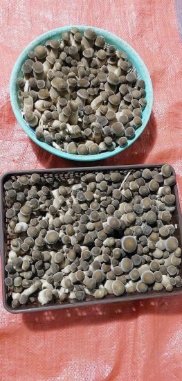 Nấm Mối đen - một nghề cũ nhưng lại mới