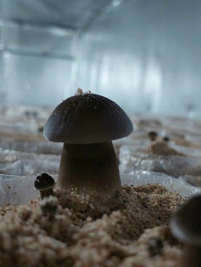 Nấm Mối đen - một nghề cũ nhưng lại mới